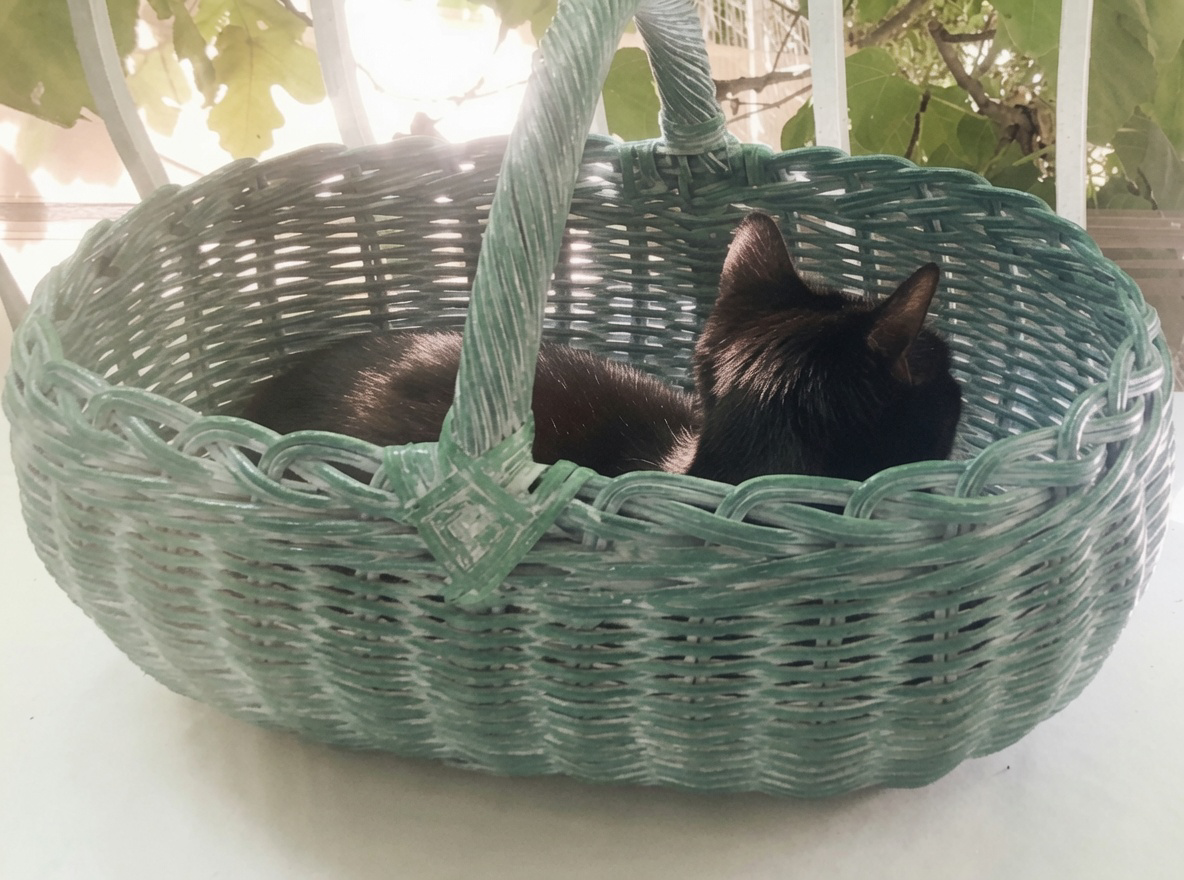 Minette, chatte tuxedo mascotte de l'atelier
