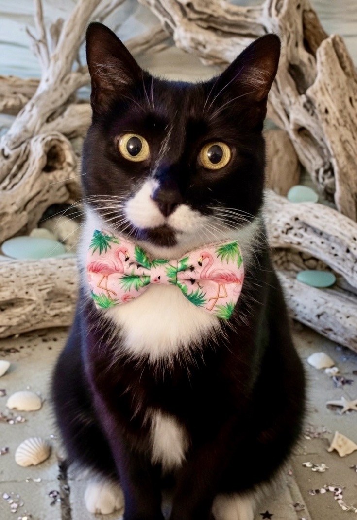 Minette, la mascotte